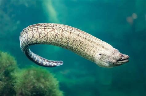 18 Different Types of Eels (Not All are Shocking).